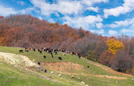 Herd of cows in a mountain pastureの写真素材