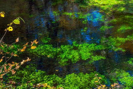 A pond in the forest overgrown with green algaeの写真素材