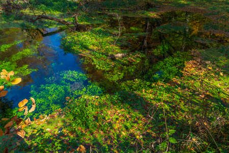 A pond in the forest overgrown with green algaeの写真素材