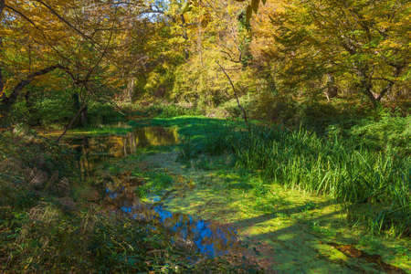 A pond in the forest overgrown with green algaeの写真素材