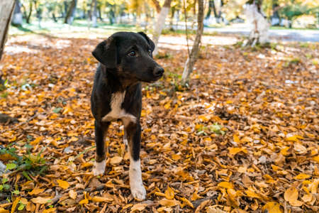 Cute stray puppy in the gardenの写真素材