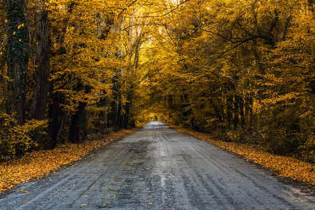 Asphalt road through the autumn forestの写真素材