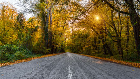 Asphalt road through the autumn forestの写真素材