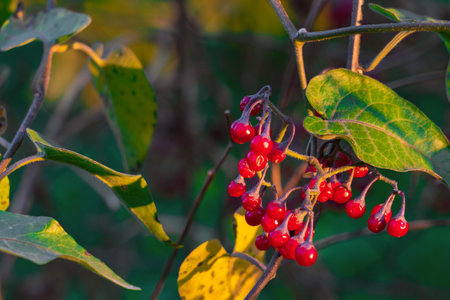 Solanum dulcamara berries on branchの写真素材