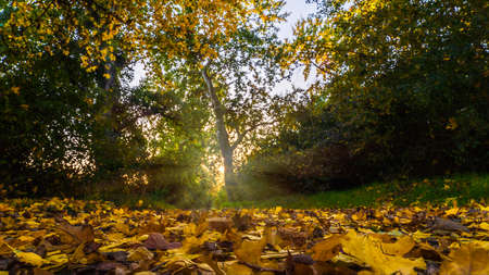 Beautiful autumn forest in the sunny dayの写真素材
