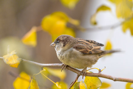 Common sparrow on a branchの写真素材