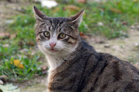 Beautiful gray cat in the gardenの写真素材