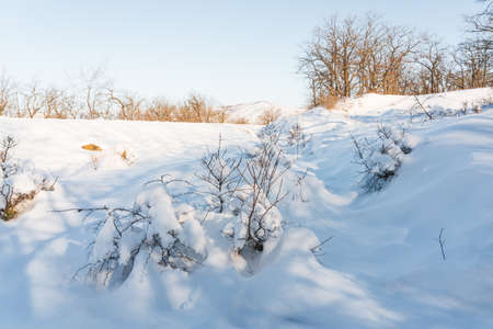 A thorny bush sticks out from under deep snowの写真素材