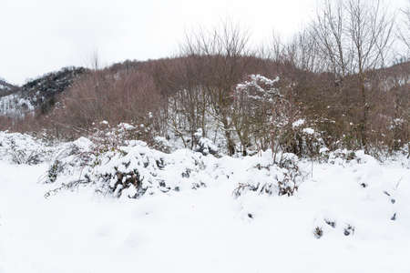 mountain forest covered with deep snowの写真素材