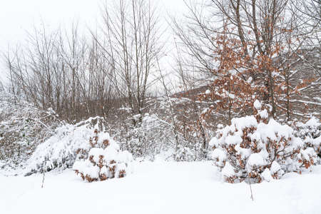mountain forest covered with deep snowの写真素材