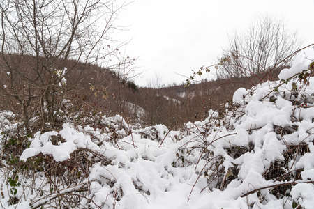 mountain forest covered with deep snowの写真素材