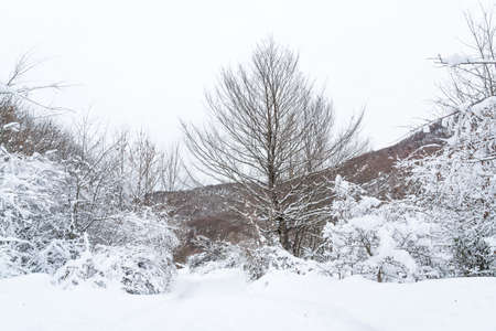 mountain forest covered with deep snowの写真素材