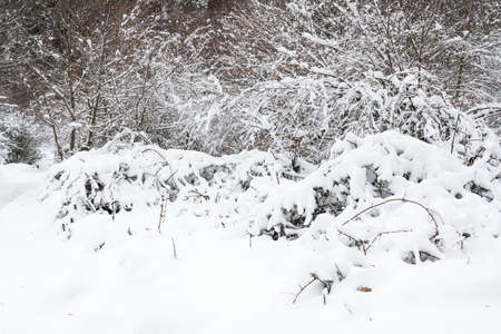 mountain forest covered with deep snowの写真素材