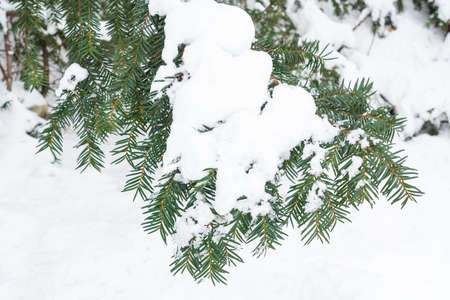 Taxus baccata tree branch under snowの写真素材