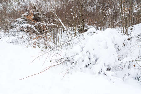 mountain forest covered with deep snowの写真素材