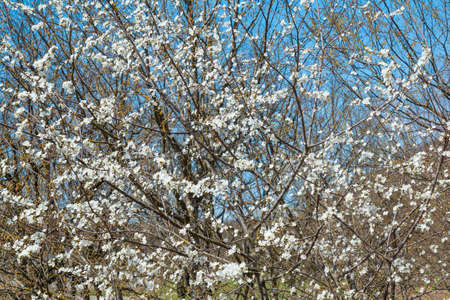 Blooming fruit trees in the gardenの写真素材