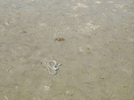 Water snake on the shoreの写真素材