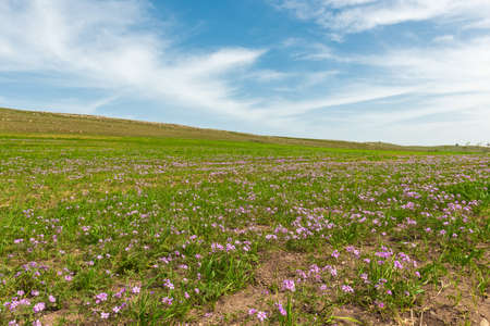 Landscape with green fields with flowers and cloudy skyの写真素材