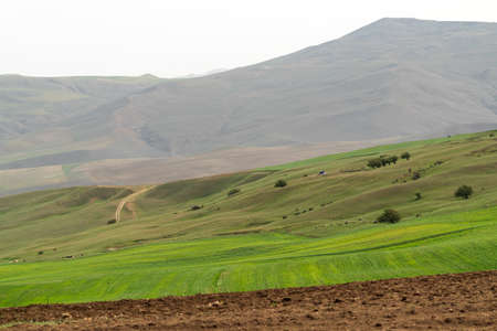 Green cultivated fields in the foothillsの写真素材