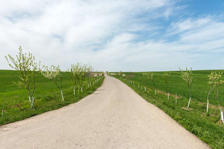 Asphalt road between green farm fieldsの写真素材