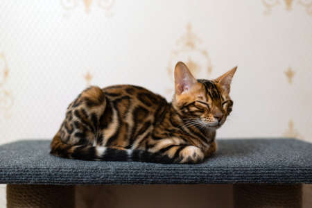 portrait of a sleeping bengal kittenの写真素材
