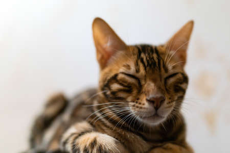 portrait of a sleeping bengal kittenの写真素材