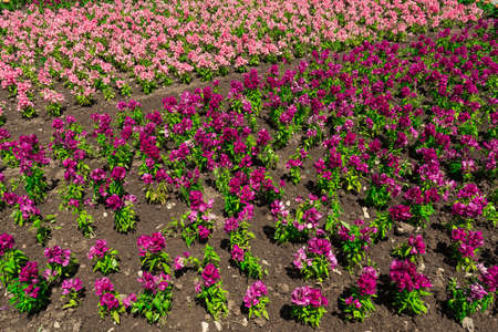 flower bed with pink flowersの写真素材