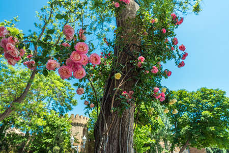Beautiful bushes of pink roses in the city parkの写真素材