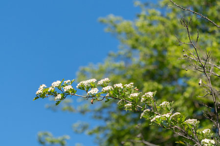 Flowering hawthorn branch on blue sky backgroundの写真素材