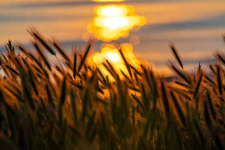 Ears of wheat against the background of the rising sunの写真素材