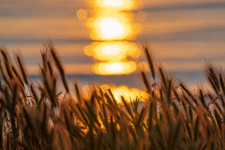 Ears of wheat against the background of the rising sunの写真素材