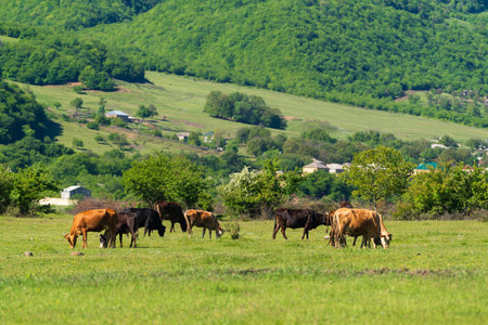 Cows graze on a meadow greenの写真素材
