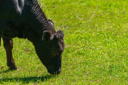 Cows graze on a meadow greenの写真素材
