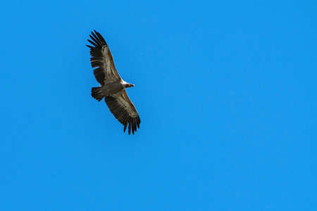 Silhouette Steppe eagle flying in blue skyの写真素材