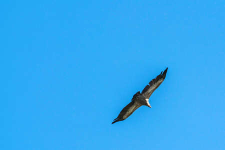 Silhouette Steppe eagle flying in blue skyの写真素材