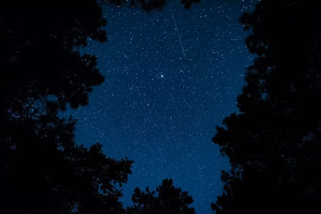 View of the starry sky in the forestの写真素材