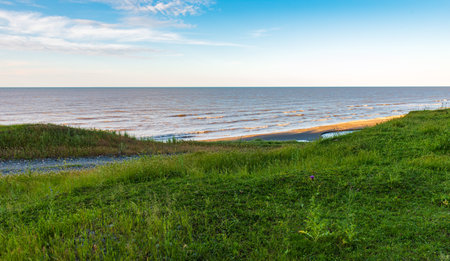 green grass on the sea coastの写真素材