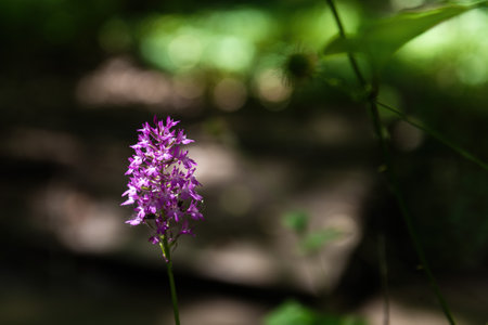 Tiny Pink Epidendrum Orchids and Budsの写真素材