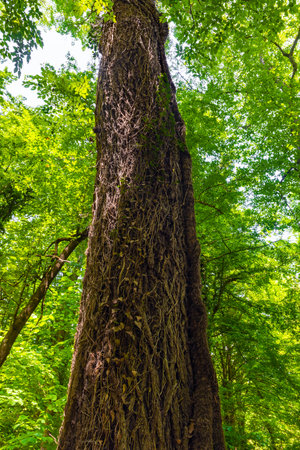 Thick trunk of a perennial old treeの写真素材