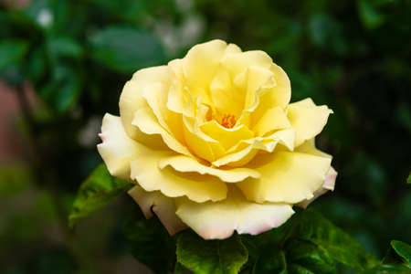 yellow rose in the gardenの写真素材