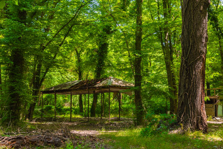 Ruins of a old house in a green forestの写真素材