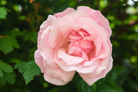 pink rose in the gardenの写真素材