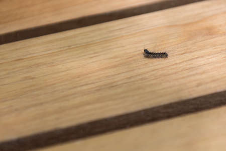 Little caterpillar on the tableの写真素材
