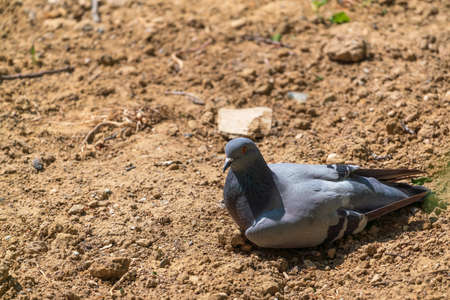 One pigeon on ground in parkの写真素材