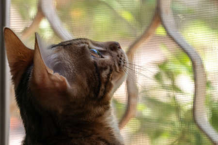 Portrait of an adorable bengal kittenの写真素材