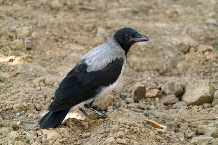 One crow on the groundの写真素材