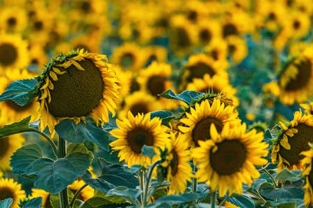Sunflower field at sunset timeの写真素材
