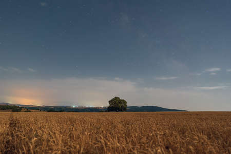 Old oak tree in a wheat field at nightの写真素材