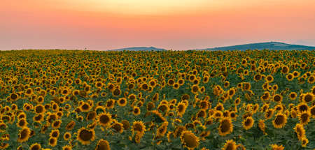 Sunflower field at sunset timeの写真素材