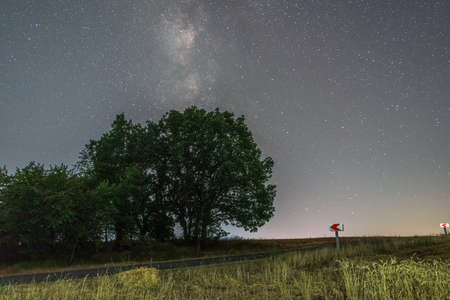 Old oak tree at night by roadの写真素材